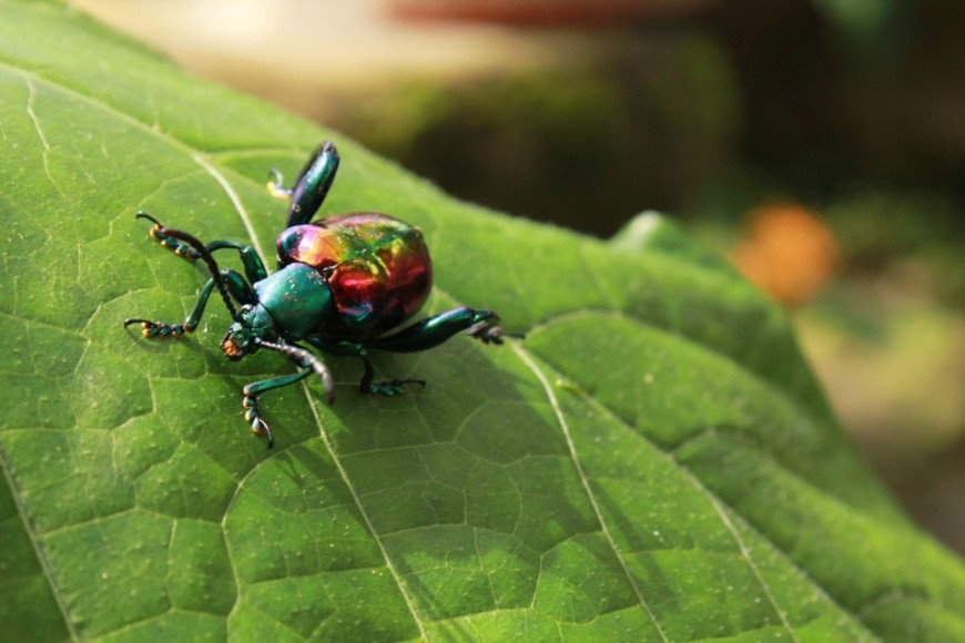 Entopia by Penang Butterfly Farm